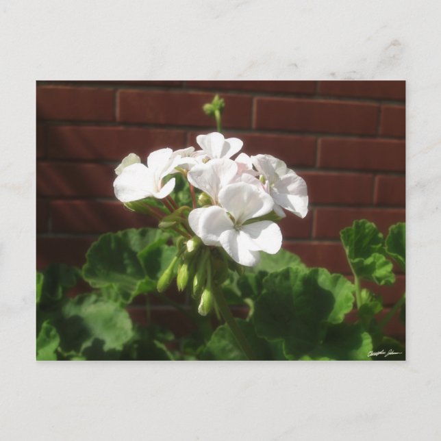 Carte Postale Geraniums blancs 6 (Devant)