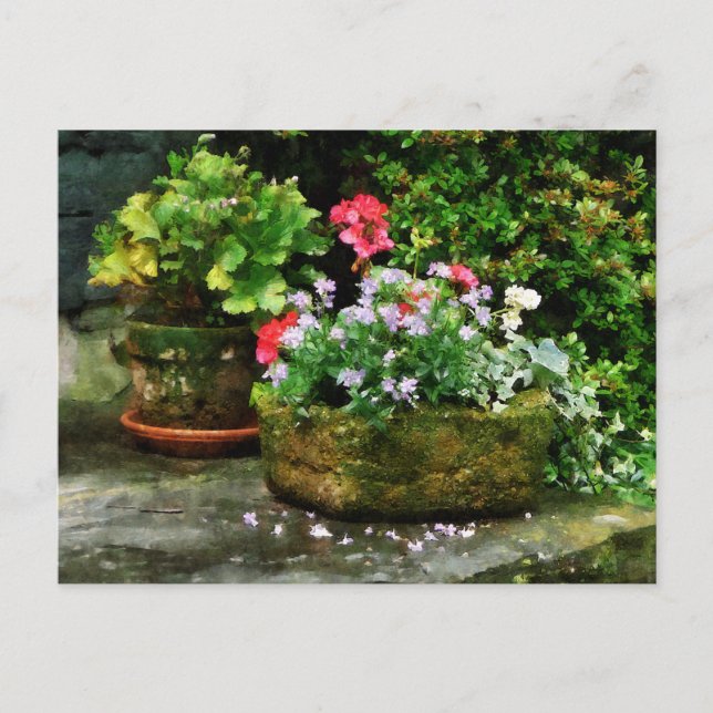 Carte Postale Geraniums et fleurs de lavande sur les marches de  (Devant)