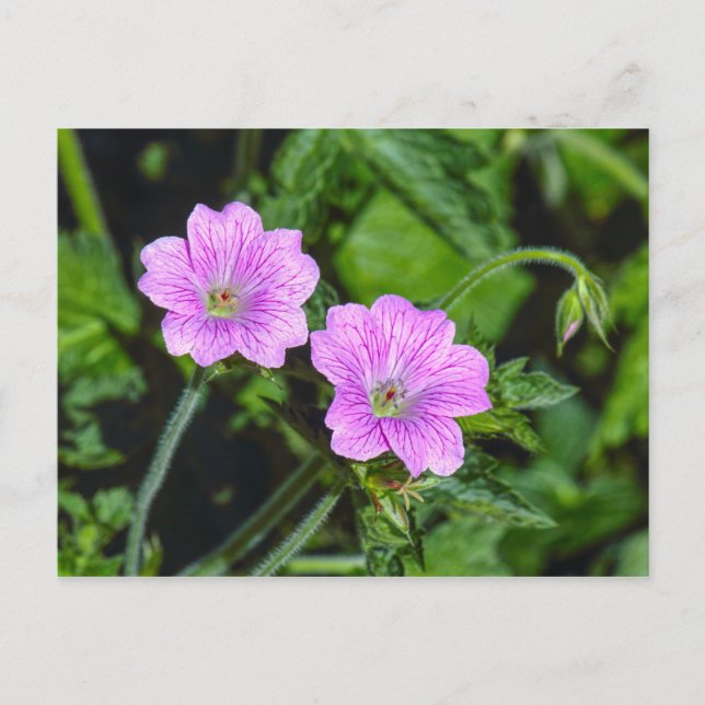 Carte Postale Geraniums roses (Devant)