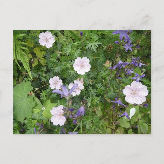 Carte Postale Geraniums roses et Campanula violet do-it-yourself (Devant)
