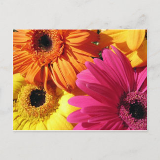 Carte Postale gerber-4