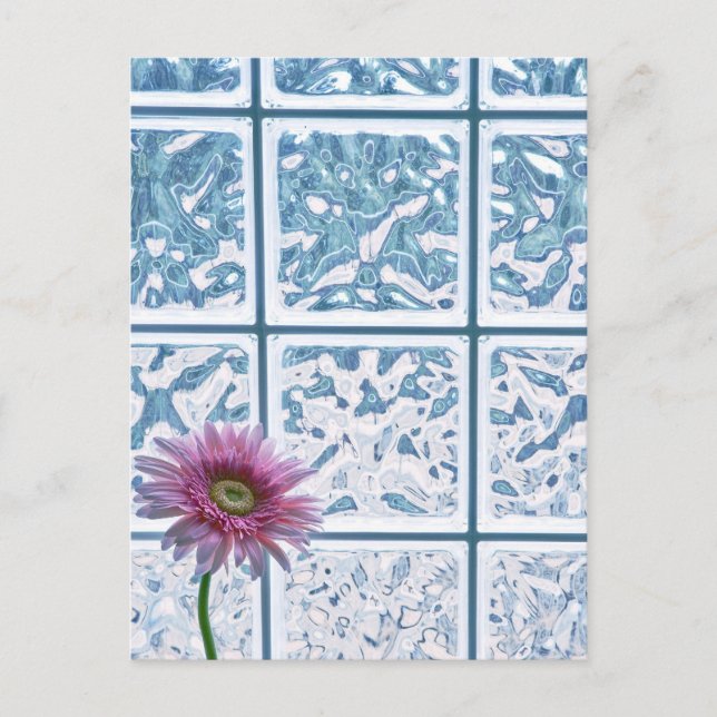 Carte Postale Gerber Daisy (Devant)