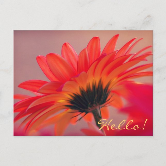 Carte postale Gerber Daisy Photo (Devant)