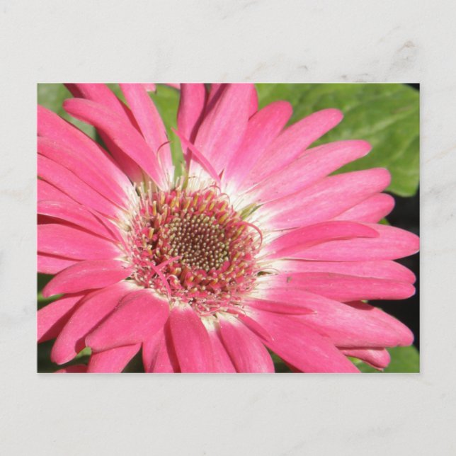 Carte Postale Gerber Daisy rose (Devant)
