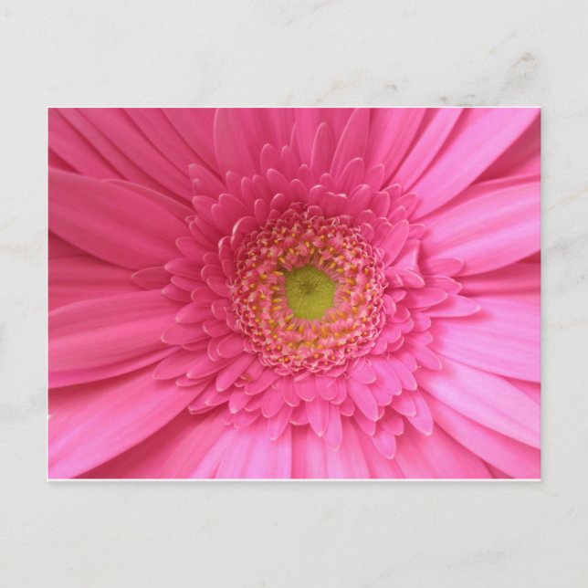Carte Postale Gerber Daisy rose (Devant)