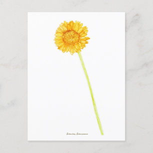 Carte Postale Gerbera 