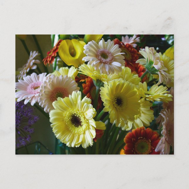 Carte Postale Gerbera (Devant)