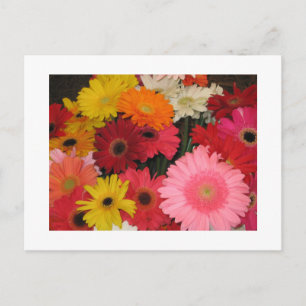 Carte Postale Gerbera