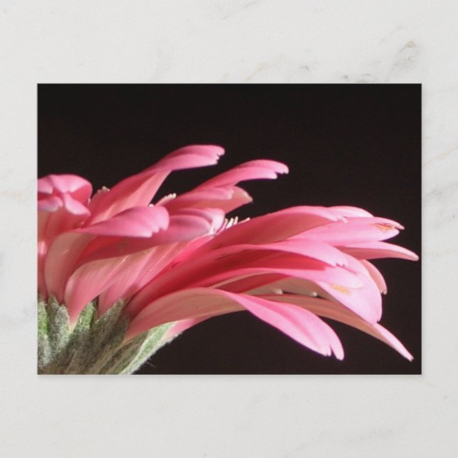 Carte Postale gerbera daisy (Devant)