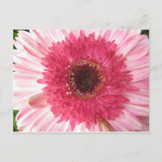 Carte postale Gerbera Daisy