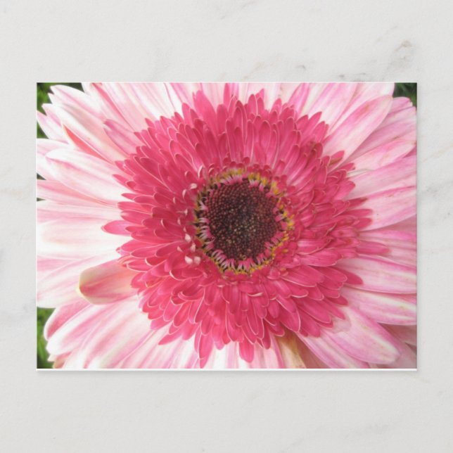 Carte postale Gerbera Daisy (Devant)