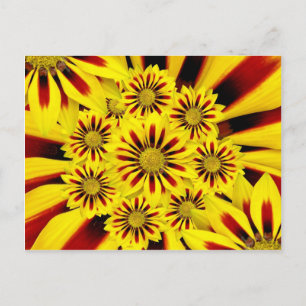 Carte Postale Gerbera Daisy, à rayures jaune et rouge
