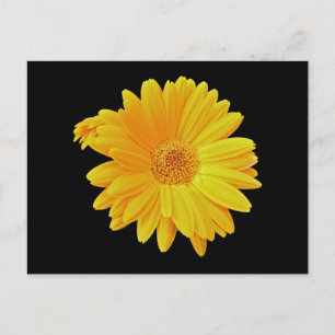 Carte Postale Gerbera Daisy (Gerbera hybrida) - Jaune