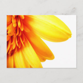 Carte Postale Gerbera dorée