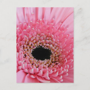 Carte Postale Gerbera marguerite