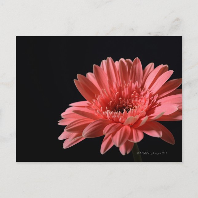 Carte Postale Gerbera marguerite sur arrière - plan noir 3 (Devant)
