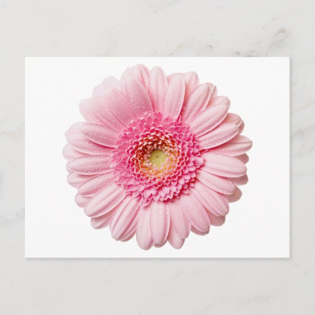 Carte Postale Gerbera Rose Daisy (Devant)