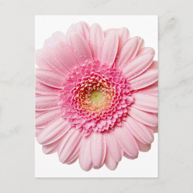 Carte Postale Gerbera Rose Daisy (Devant)