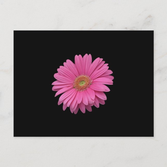 Carte Postale Gerbera Rose Daisy (Devant)