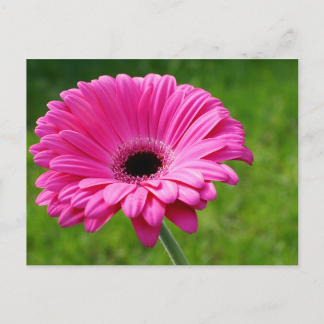 Carte Postale Gerbera Rose Daisy (Devant)
