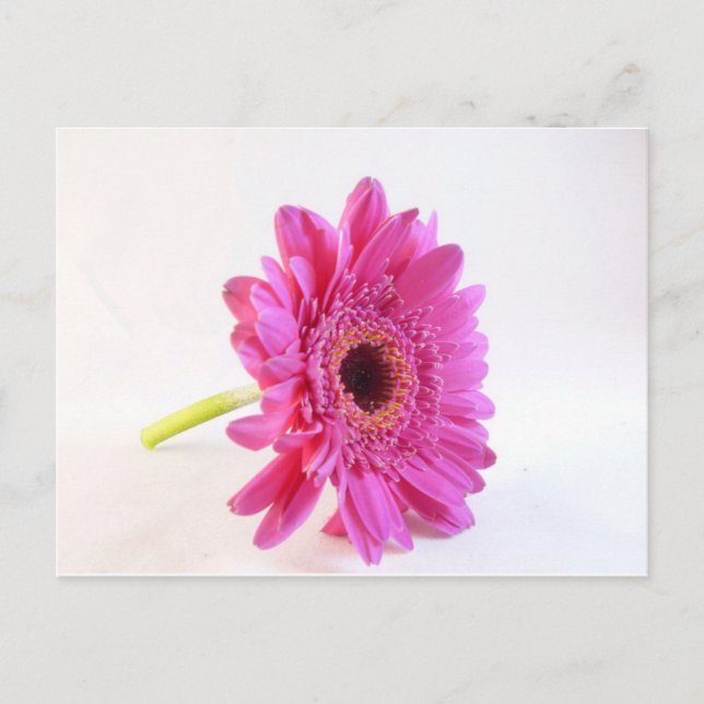 Carte Postale gerbera rose sur fond blanc (Devant)