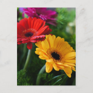Carte postale Gerberas
