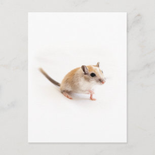 Carte Postale Gerbil Cute Baby Animal Pet Gerbils