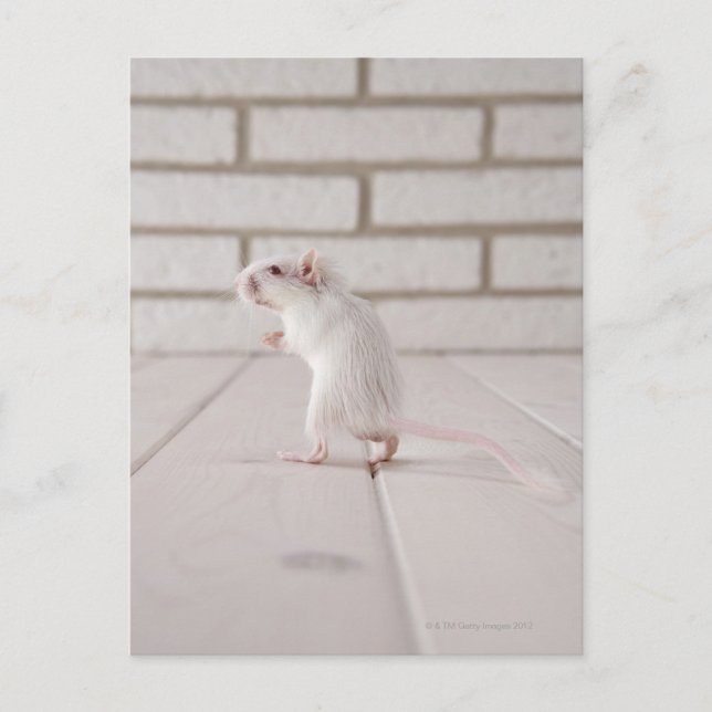 Carte Postale Gerbil debout (Devant)