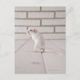Carte Postale Gerbil debout