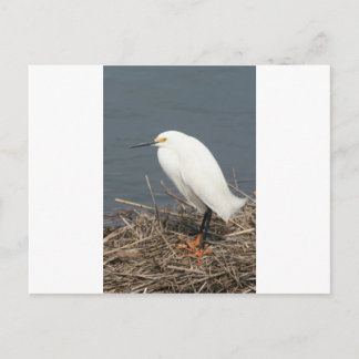 Carte Postale Géret de bétail