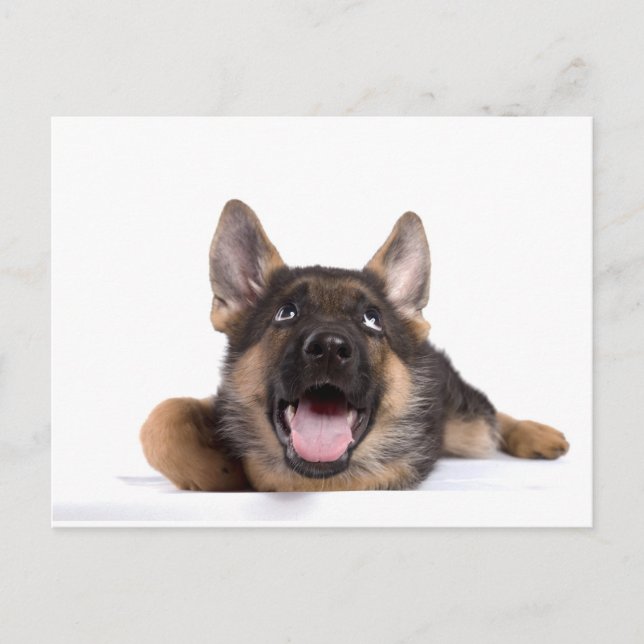 Carte Postale germain chiot (Devant)
