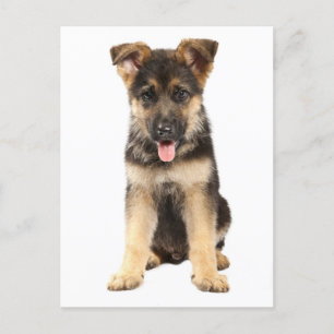 Carte Postale German Shepherd Puppy Dog Blank Post Card