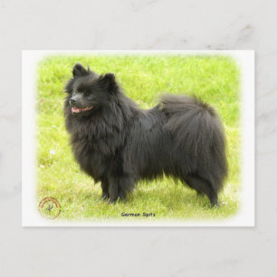 Carte Postale German Spitz 9W014D-009