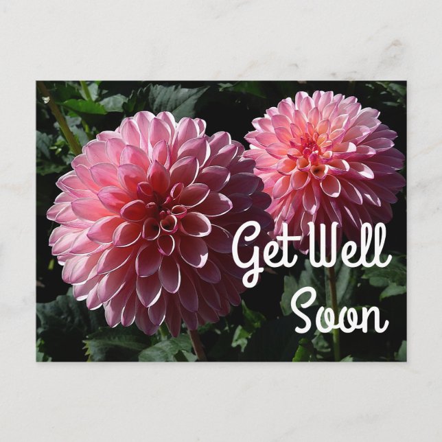 Carte postale Get Well Soon Dahlia Valley Porcupin (Devant)
