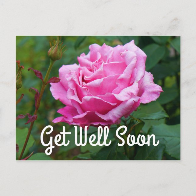 Carte postale Get Well Soon Memorial Day Rose #2 (Devant)