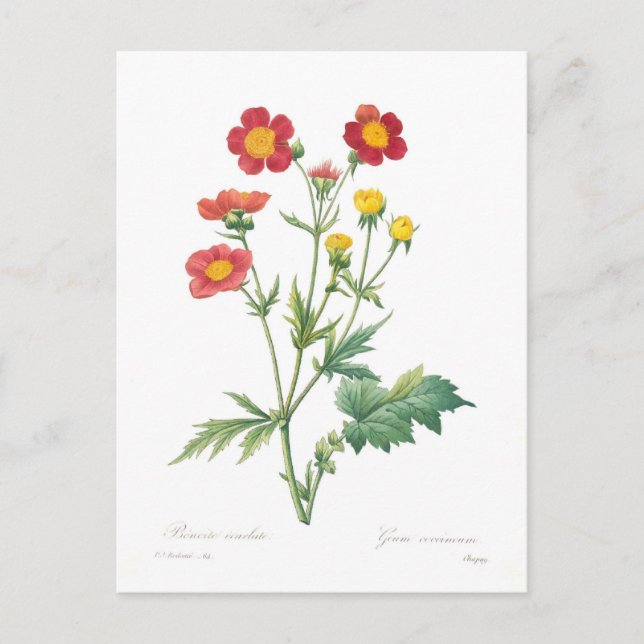 Carte Postale Geum coccineum (Devant)
