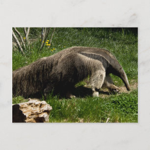 Carte postale Giant Anteater