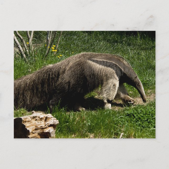 Carte postale Giant Anteater (Devant)
