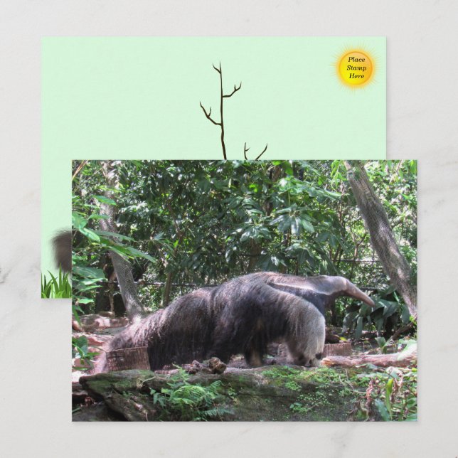 Carte postale Giant Anteater (Devant / Derrière)
