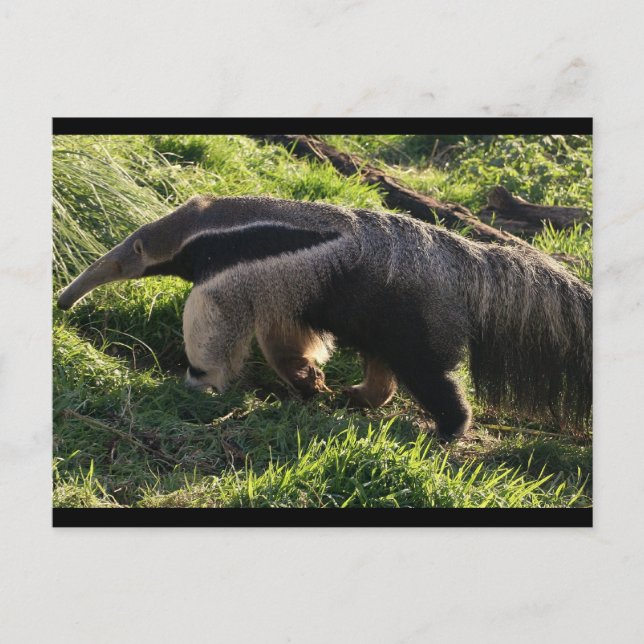 Carte postale Giant Anteater (Devant)