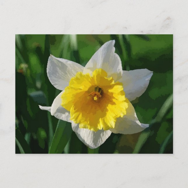 Carte postale Giant Daffodil (Devant)