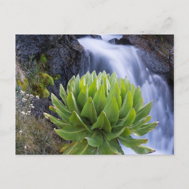 Carte Postale Giant Groundsel ou Dendrosenecio 2 (Devant)