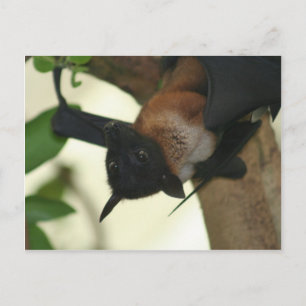 Carte Postale Giant Indian Fruit Bat