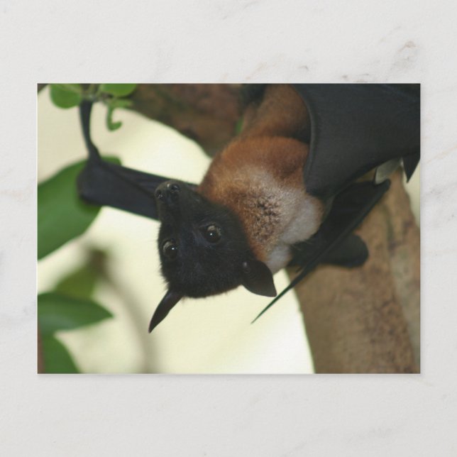 Carte Postale Giant Indian Fruit Bat (Devant)