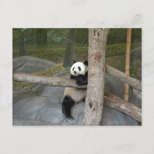Carte postale Giant Panda