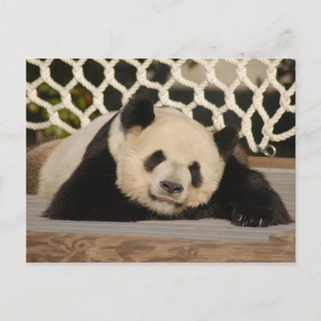 Carte postale Giant Panda (Devant)