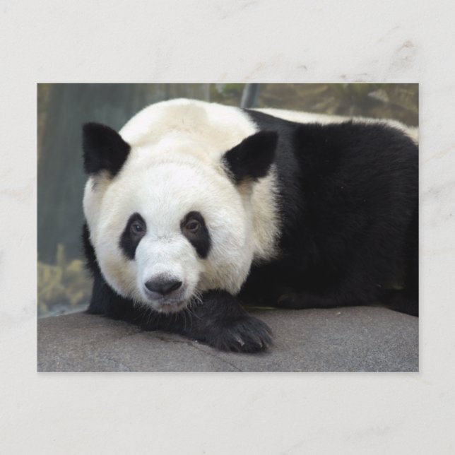 Carte postale Giant Panda (Devant)