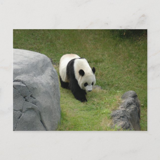 Carte postale Giant Panda (Devant)