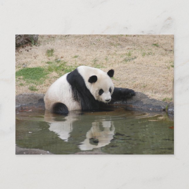 Carte postale Giant Panda (Devant)
