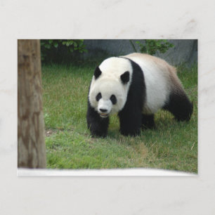 Carte Postale Giant Panda Bear Postcard